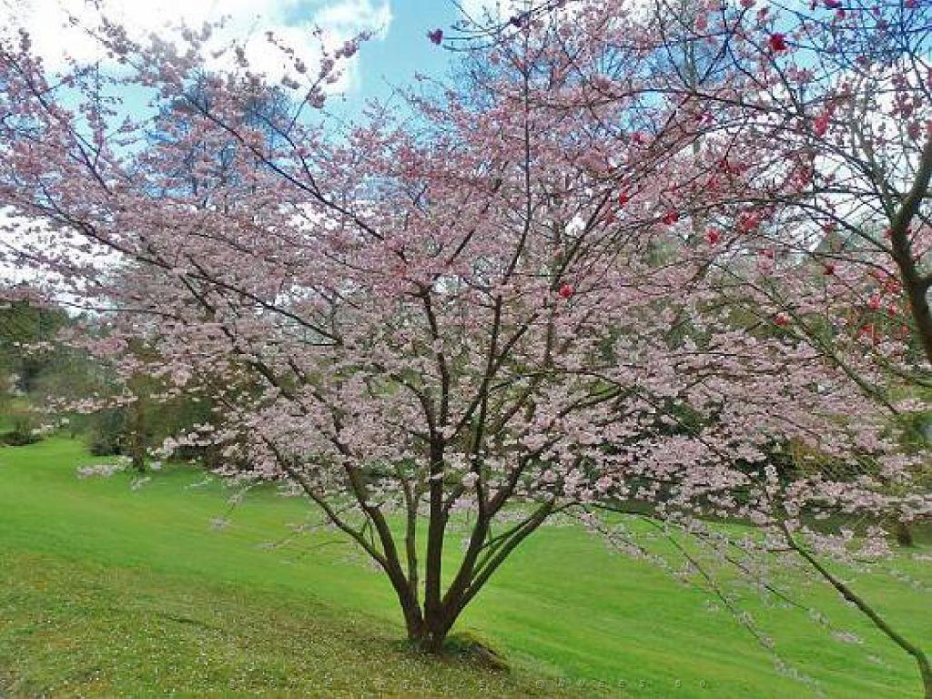 149 PARC ORIENTAL DE MAULEVIER MAINE ET LOIRE 2016 N0_000021.jpg